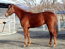 ����å��ǳ��������ɽ�����ޤ�