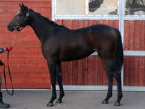 ����å��ǳ��������ɽ�����ޤ�