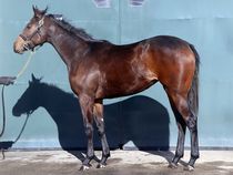 ����å��ǳ��������ɽ�����ޤ�