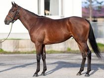 ����å��ǳ��������ɽ�����ޤ�