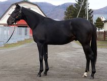 ����å��ǳ��������ɽ�����ޤ�