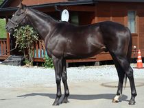 ����å��ǳ��������ɽ�����ޤ�