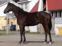 ����å��ǳ��������ɽ�����ޤ�