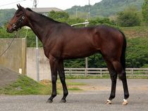 ����å��ǳ��������ɽ�����ޤ�