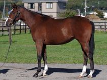 ����å��ǳ��������ɽ�����ޤ�