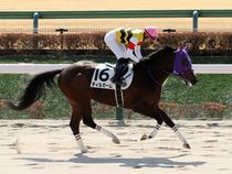 ����å��ǳ��������ɽ�����ޤ�