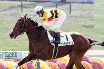 ����å��ǳ��������ɽ�����ޤ�