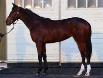 ����å��ǳ��������ɽ�����ޤ�