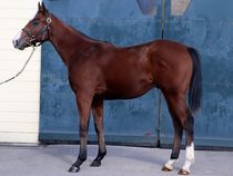 ����å��ǳ��������ɽ�����ޤ�