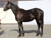 ����å��ǳ��������ɽ�����ޤ�