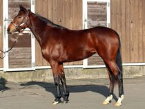 ����å��ǳ��������ɽ�����ޤ�