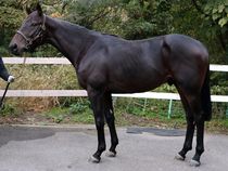 ����å��ǳ��������ɽ�����ޤ�